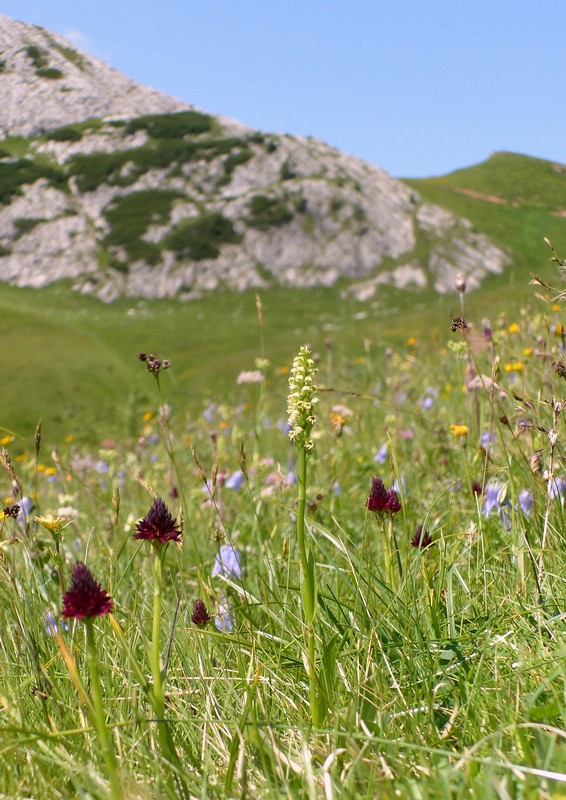 Una giornata a Valparola. Dactylorhiza, Nigritella e grandi montagne!